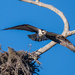 Leaving the nest... by photographycrazy