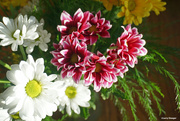 12th Feb 2023 - Bouquet of daisies