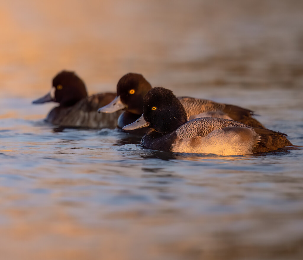 More Scaups in the bay by nicoleweg