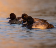 12th Feb 2023 - More Scaups in the bay
