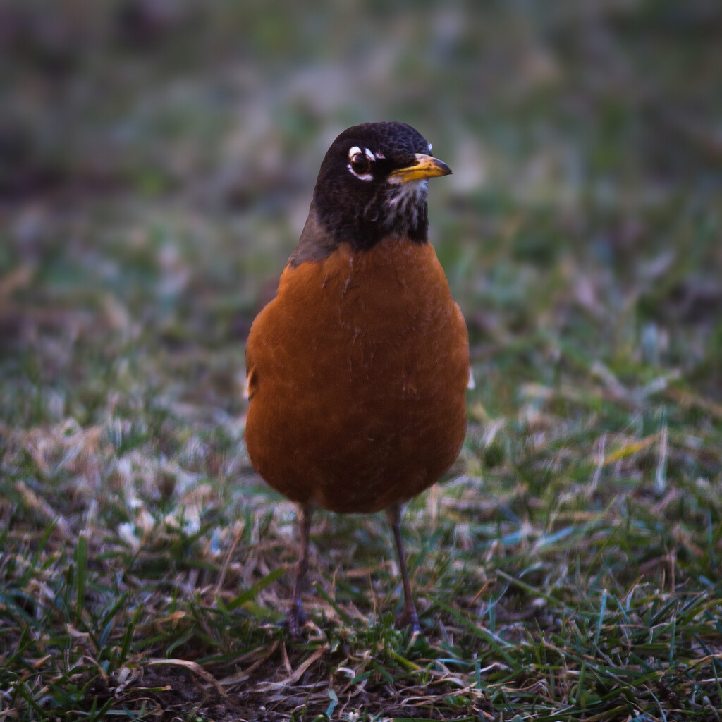 Robin Redbreast... by berelaxed
