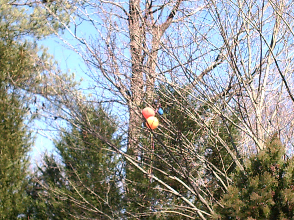 Balloons in tree 1.30 by sfeldphotos