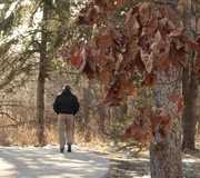 12th Feb 2023 - My walking partner beyond the oak leaves