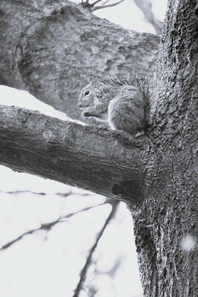 February 9: Found Squirrel by daisymiller