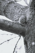 9th Feb 2023 - February 9: Found Squirrel
