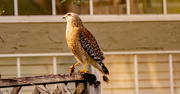 12th Feb 2023 - Red Shouldered Hawk, With It's Snack in Claw!