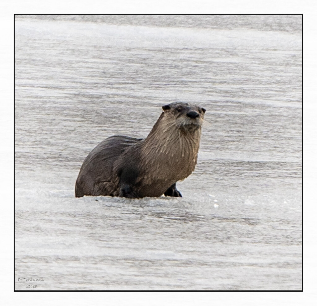 River Otter by bluemoon