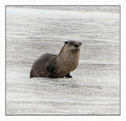 12th Feb 2023 - River Otter