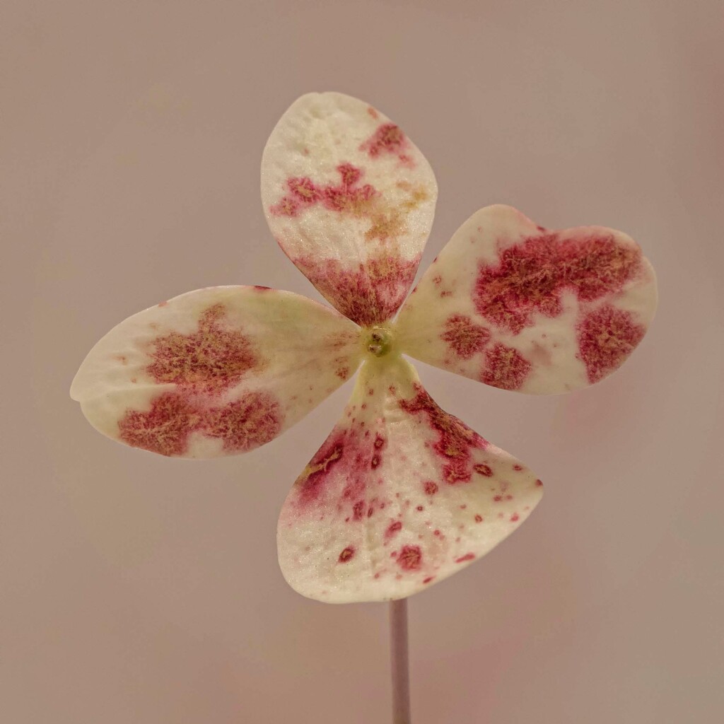 Hydrangea petal.. by bugsy365