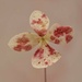 Hydrangea petal.. by bugsy365