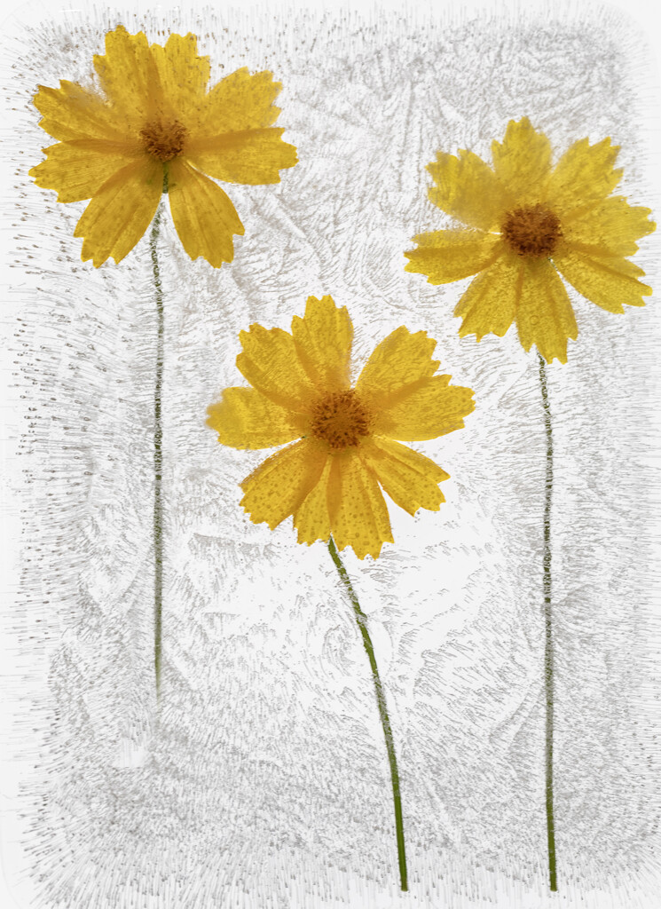 Coreopsis by bugsy365