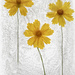 Coreopsis by bugsy365