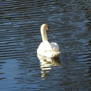 6th Feb 2023 - Swan