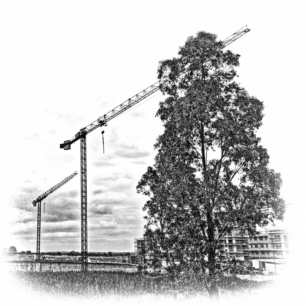 constructions and tree by mumuzi