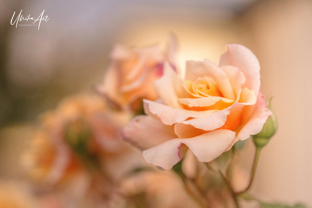 apricot roses by ulla