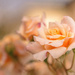 apricot roses by ulla