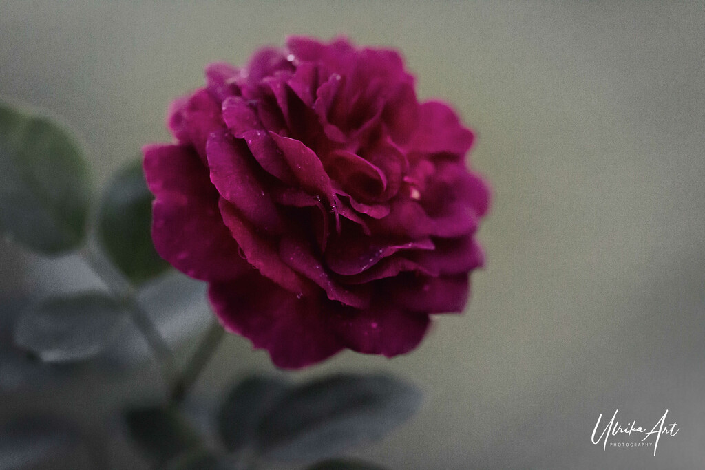 a pre valentine rose by ulla