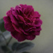 a pre valentine rose by ulla
