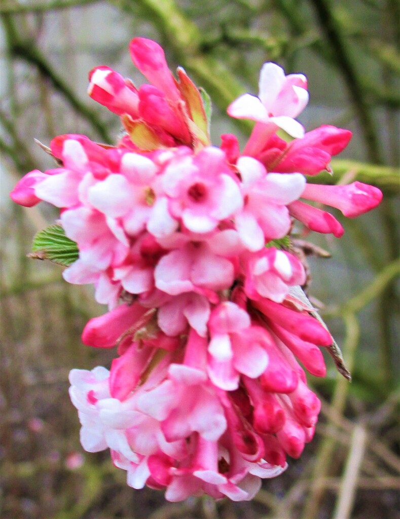 Pink Viburnum flowers. by grace55