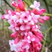 Pink Viburnum flowers. by grace55