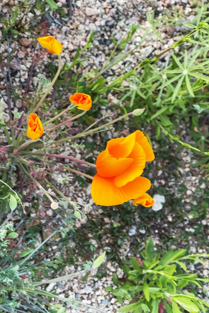 California Poppy's are blooming by sandlily