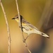 yellow-rumped warbler by ellene