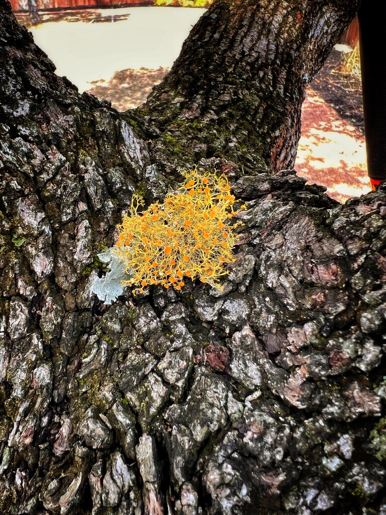Lichen on oak tree by dkellogg