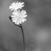 Little bright flowers by ingrid01