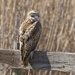 LHG_5964Red-tail hawk   by rontu