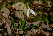 13th Feb 2023 - common snowdrop 