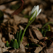 13th Feb 2023 - Common snowdrop winter wildflower 