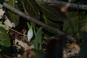 13th Feb 2023 - snowdrop hiding under a branch