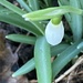 Snowdrop Flower by cataylor41