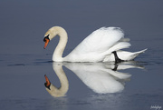 12th Feb 2023 - The Beautiful Swan