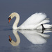 The Beautiful Swan by fayefaye