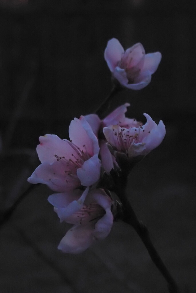 Peach Blossoms in Twilight by matsaleh