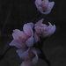 Peach Blossoms in Twilight