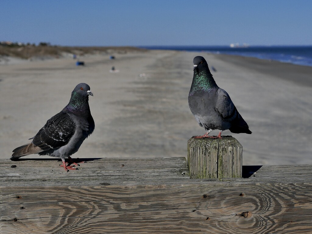 2 Birds on the beach by clayt