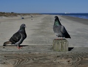 13th Feb 2023 - 2 Birds on the beach