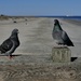 2 Birds on the beach by clayt