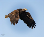 13th Feb 2023 - Banded Eagle
