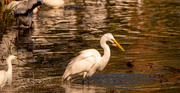 13th Feb 2023 - Egret With a Snack!