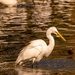 Egret With a Snack! by rickster549