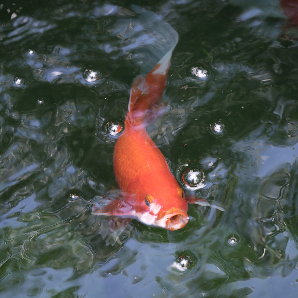 Goldfish by dkbarnett