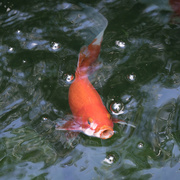 8th Feb 2023 - Goldfish