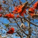 The Naked Coral Tree by mariaostrowski