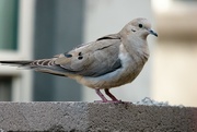 13th Feb 2023 - Mourning Dove