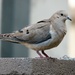 Mourning Dove by sandlily