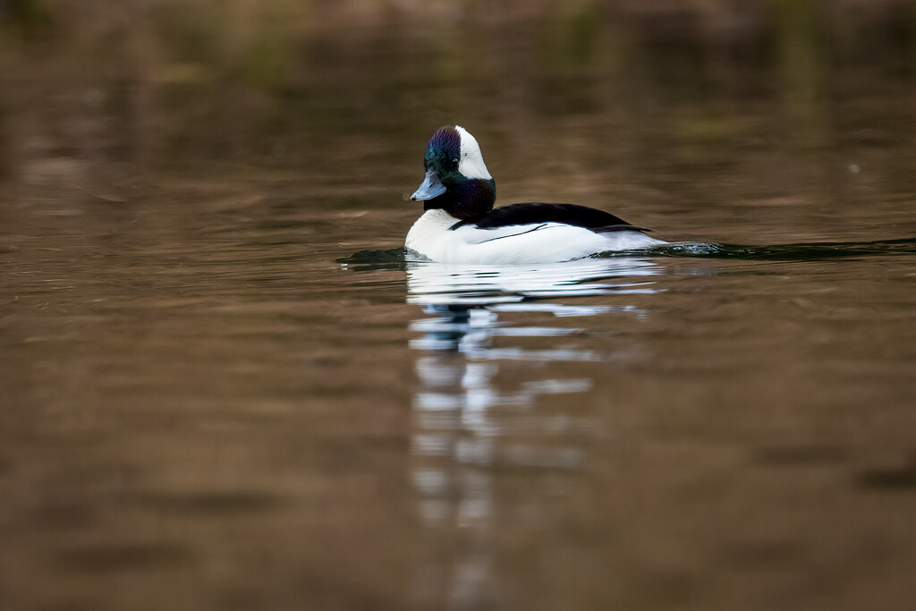 Bufflehead on Lake Tabeaud by nicoleweg