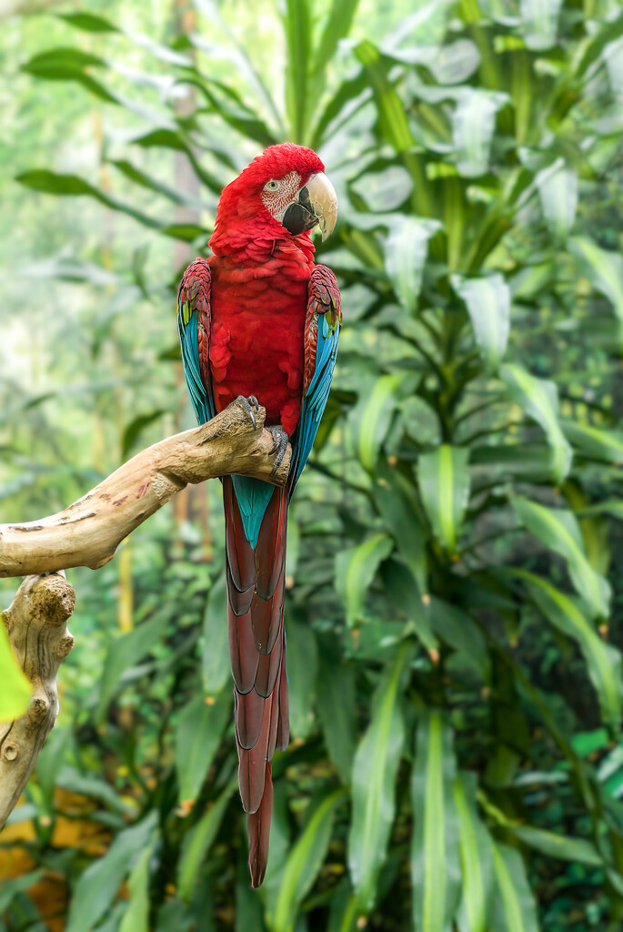Macaw by cdcook48